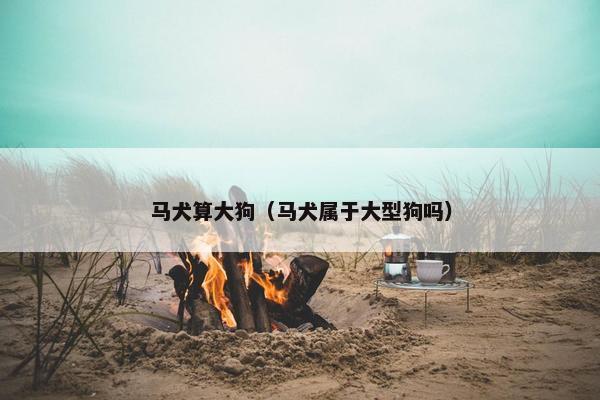 马犬算大狗（马犬属于大型狗吗）
