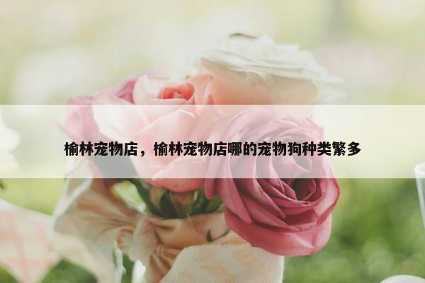 榆林宠物店，榆林宠物店哪的宠物狗种类繁多