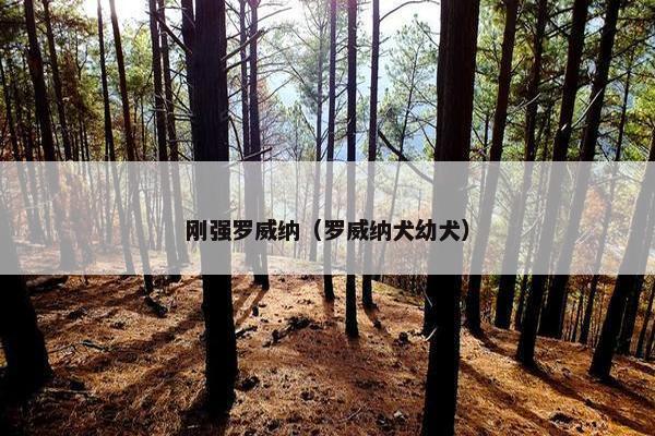 刚强罗威纳（罗威纳犬幼犬）