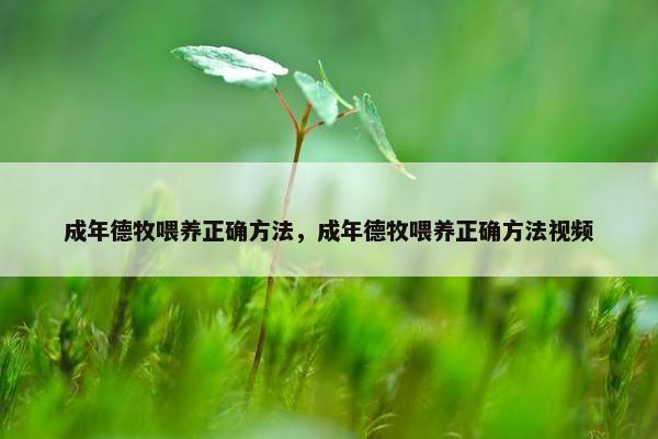成年德牧喂养正确方法，成年德牧喂养正确方法视频