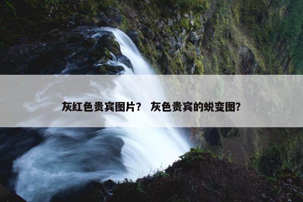 灰红色贵宾图片？ 灰色贵宾的蜕变图？