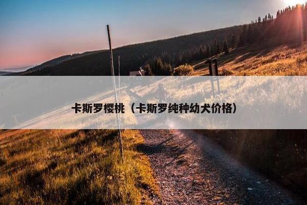卡斯罗樱桃（卡斯罗纯种幼犬价格）