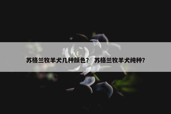 苏格兰牧羊犬几种颜色？ 苏格兰牧羊犬纯种？
