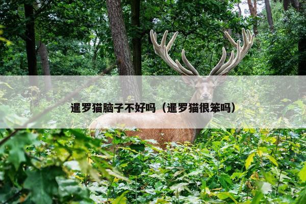 暹罗猫脑子不好吗（暹罗猫很笨吗）