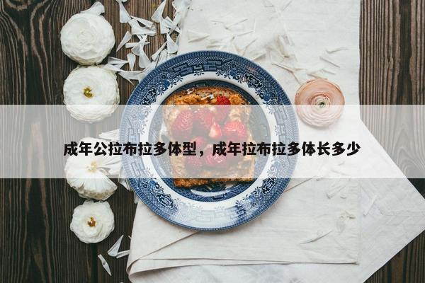 成年公拉布拉多体型，成年拉布拉多体长多少