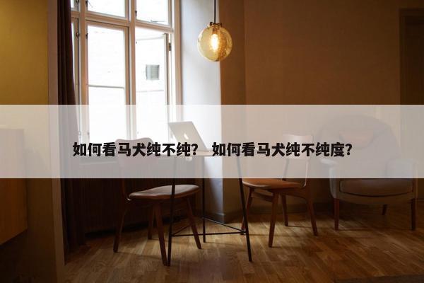 如何看马犬纯不纯？ 如何看马犬纯不纯度？