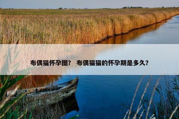 布偶猫怀孕图？ 布偶猫猫的怀孕期是多久？