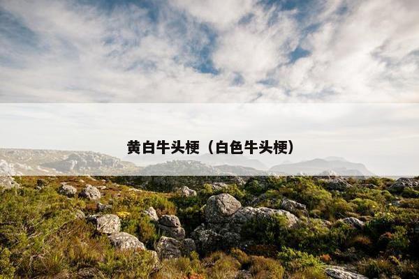 黄白牛头梗（白色牛头梗）