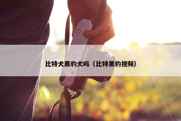 比特犬黑豹犬吗（比特黑豹视频）