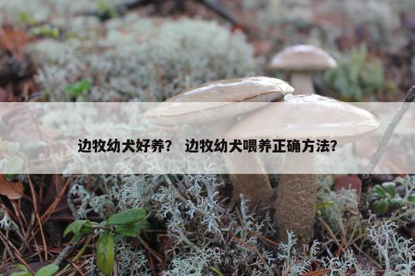 边牧幼犬好养？ 边牧幼犬喂养正确方法？