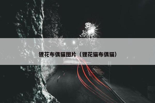 狸花布偶猫图片（狸花猫布偶猫）