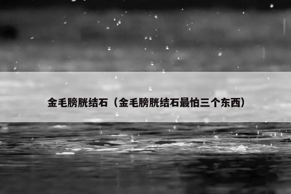金毛膀胱结石（金毛膀胱结石最怕三个东西）