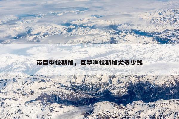 带巨型拉斯加，巨型啊拉斯加犬多少钱