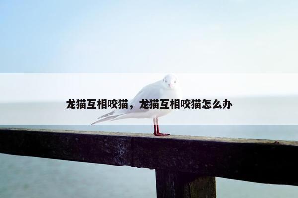 龙猫互相咬猫，龙猫互相咬猫怎么办