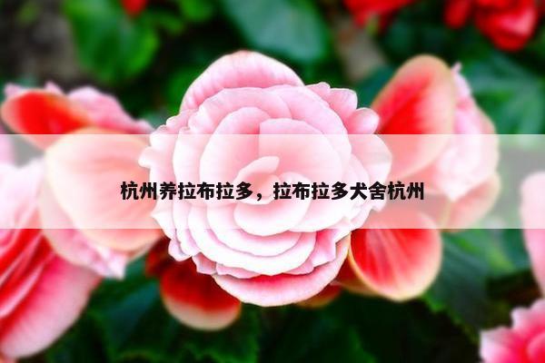 杭州养拉布拉多，拉布拉多犬舍杭州