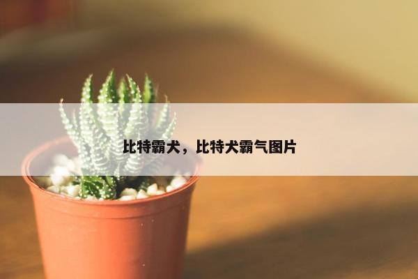 比特霸犬，比特犬霸气图片