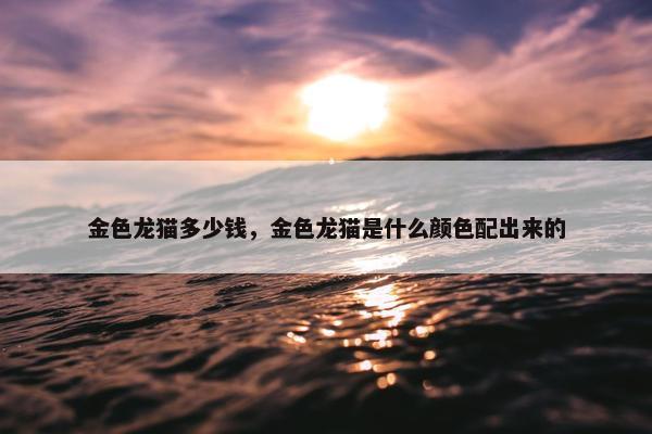 金色龙猫多少钱，金色龙猫是什么颜色配出来的