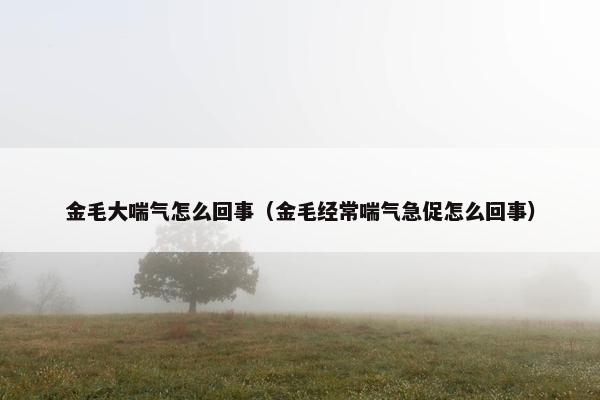 金毛大喘气怎么回事（金毛经常喘气急促怎么回事）