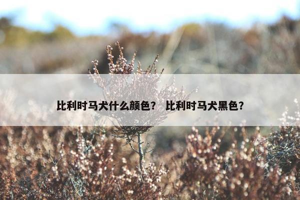 比利时马犬什么颜色？ 比利时马犬黑色？