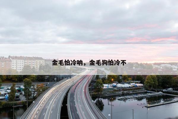金毛怕冷呐，金毛狗怕冷不