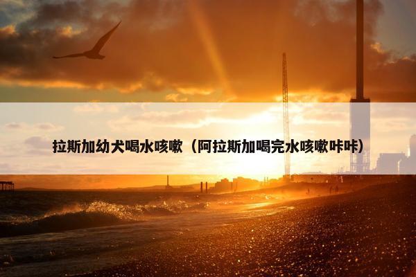 拉斯加幼犬喝水咳嗽（阿拉斯加喝完水咳嗽咔咔）