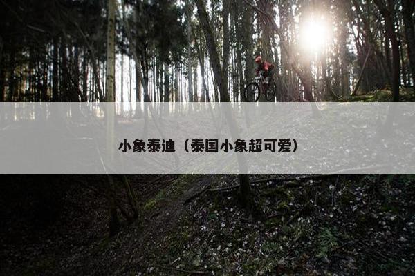 小象泰迪（泰国小象超可爱）