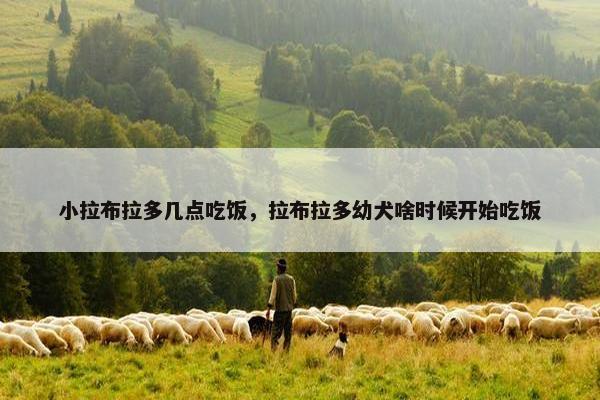小拉布拉多几点吃饭，拉布拉多幼犬啥时候开始吃饭