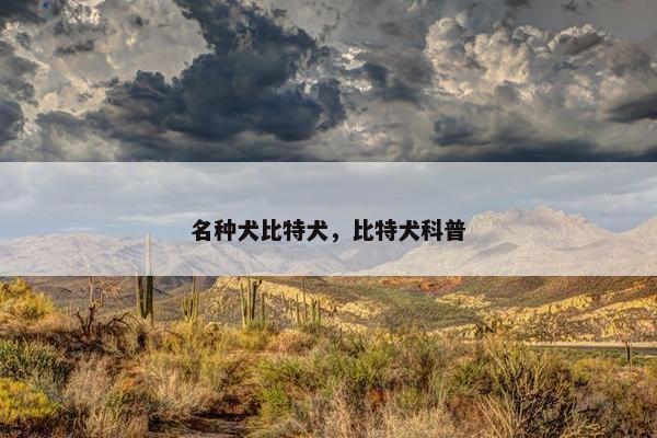 名种犬比特犬，比特犬科普