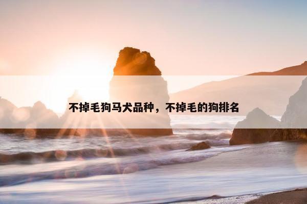 不掉毛狗马犬品种，不掉毛的狗排名