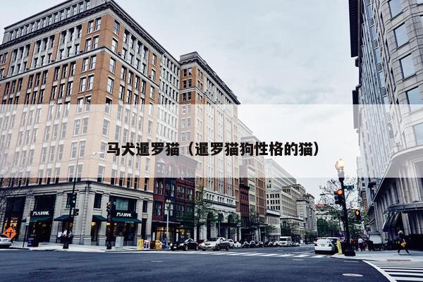 马犬暹罗猫（暹罗猫狗性格的猫）
