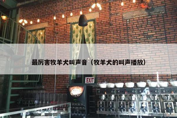 最厉害牧羊犬叫声音（牧羊犬的叫声播放）