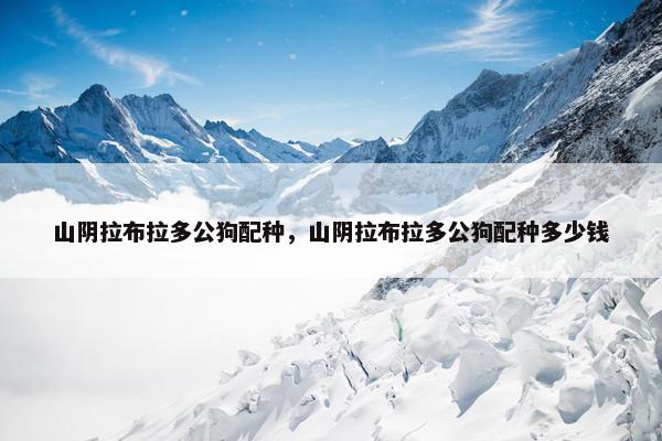 山阴拉布拉多公狗配种，山阴拉布拉多公狗配种多少钱
