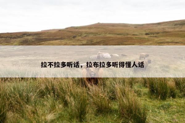 拉不拉多听话，拉布拉多听得懂人话