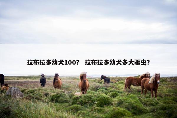 拉布拉多幼犬100？ 拉布拉多幼犬多大驱虫？