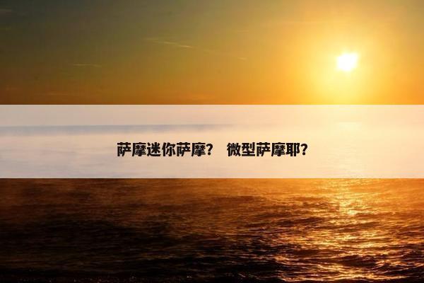 萨摩迷你萨摩？ 微型萨摩耶？