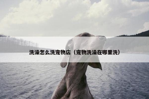 洗澡怎么洗宠物店（宠物洗澡在哪里洗）