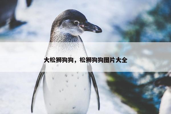 大松狮狗狗，松狮狗狗图片大全