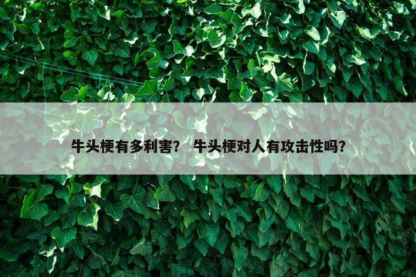 牛头梗有多利害？ 牛头梗对人有攻击性吗？