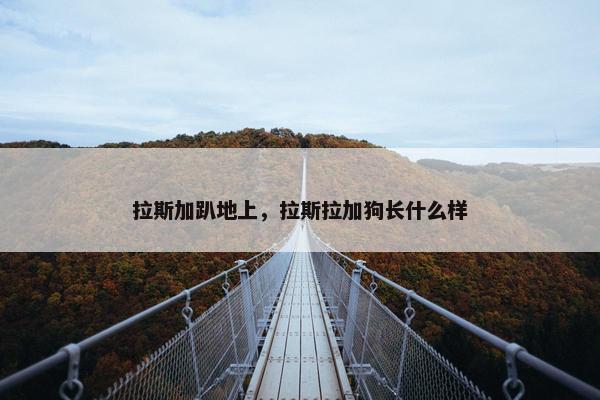 拉斯加趴地上，拉斯拉加狗长什么样