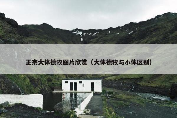 正宗大体德牧图片欣赏（大体德牧与小体区别）