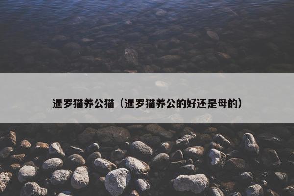 暹罗猫养公猫（暹罗猫养公的好还是母的）