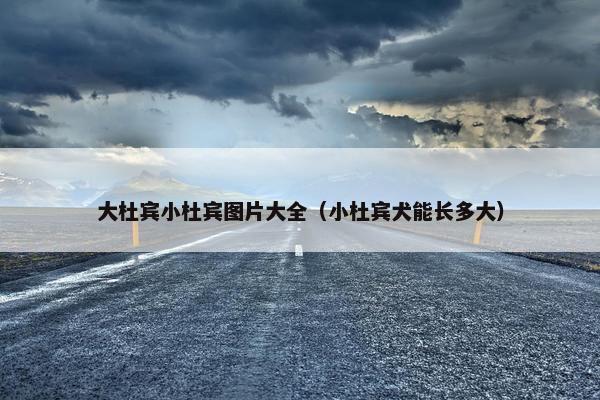 大杜宾小杜宾图片大全（小杜宾犬能长多大）