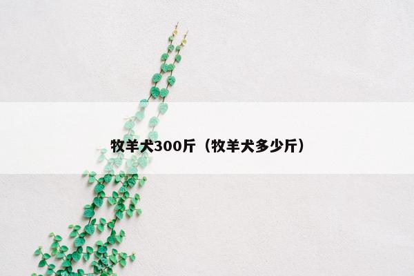 牧羊犬300斤（牧羊犬多少斤）