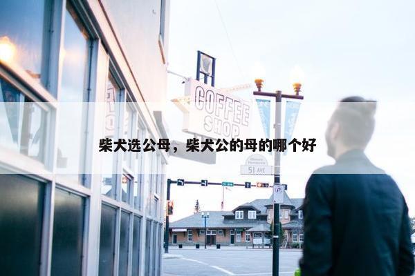 柴犬选公母，柴犬公的母的哪个好