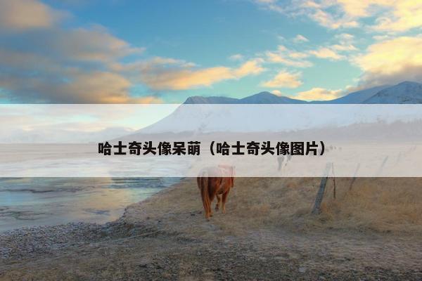 哈士奇头像呆萌（哈士奇头像图片）
