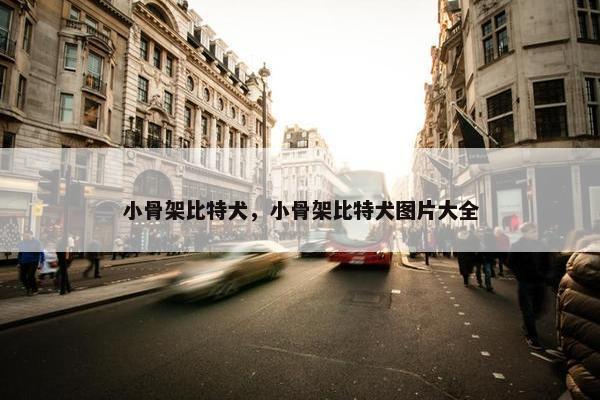 小骨架比特犬，小骨架比特犬图片大全