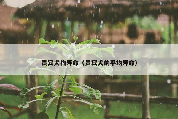贵宾犬狗寿命（贵宾犬的平均寿命）