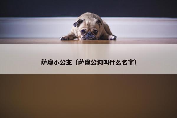 萨摩小公主（萨摩公狗叫什么名字）