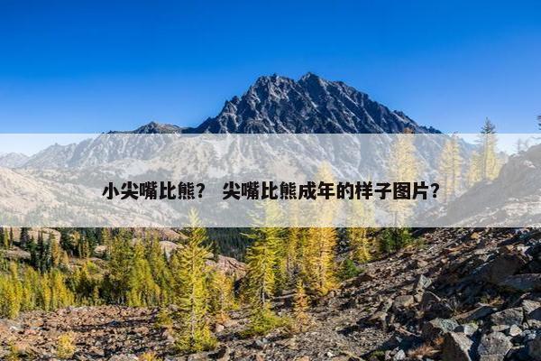 小尖嘴比熊？ 尖嘴比熊成年的样子图片？