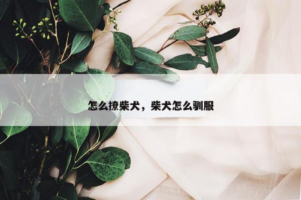 怎么撩柴犬，柴犬怎么驯服